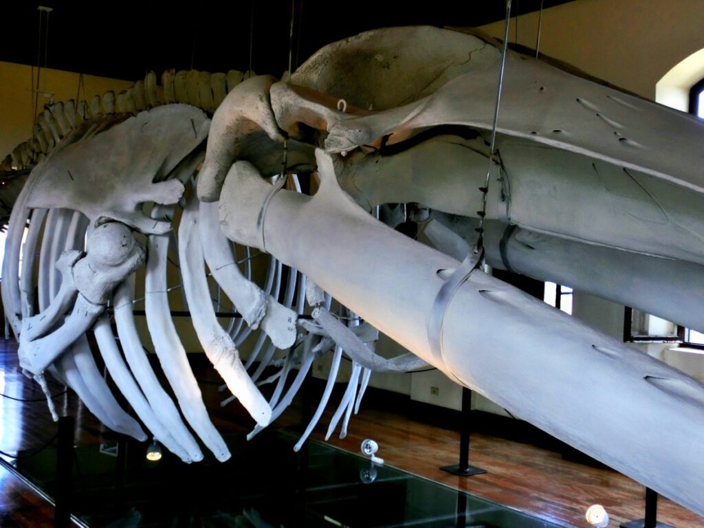 museu de pesca baleia